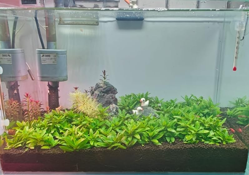 SunSun Glass Mini Thermometer For Small size tanks (Suitable for 1 Feet Aquarium) Size 6 CM