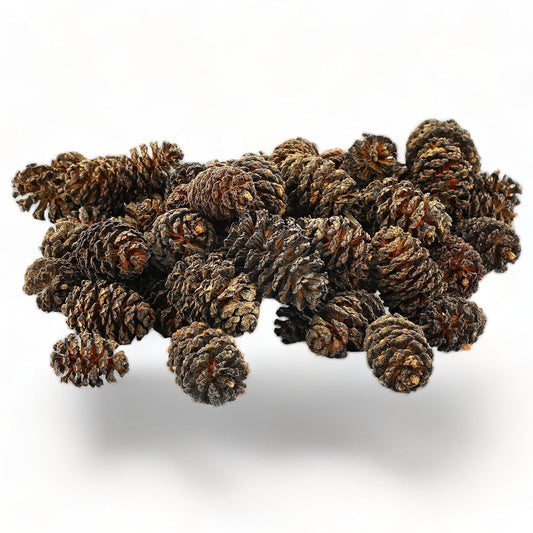 Alder Cones for Aquarium Shrimp and Fish 25pcs per Pkt