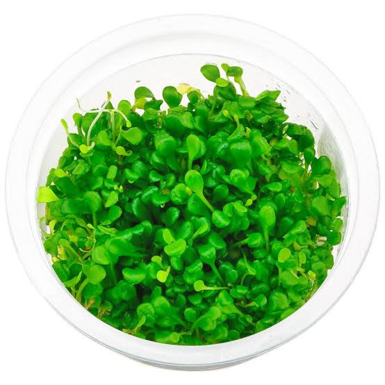 ADA TC-Glossostigma elatinoides