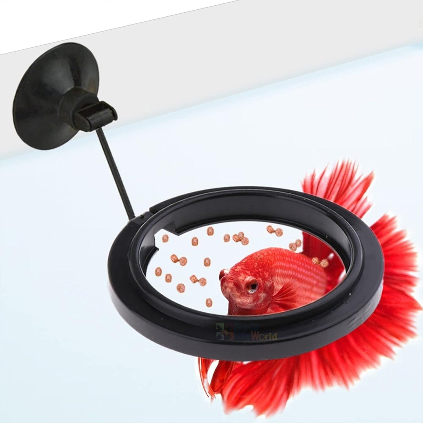 Aquarium Floating Fish Feeding Ring with Suction Cup Include (Size: 7.5 cm)