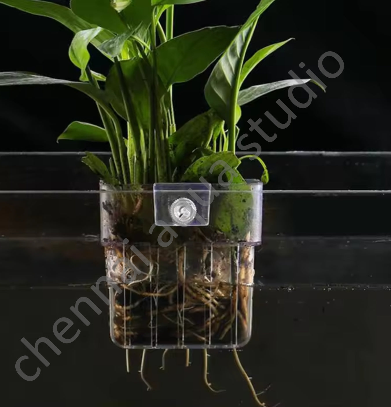 Mr traders Universal Acrylic Aquarium Plant Holder – Wall-Mounted Hydroponic Basket for Tanks (3mm–19mm Thickness)