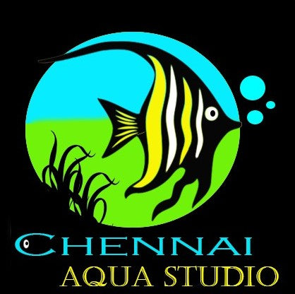 Chennai Aqua Studio