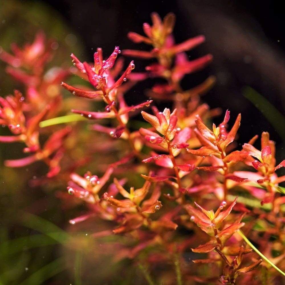 ADA TC-Rotala Macrandra