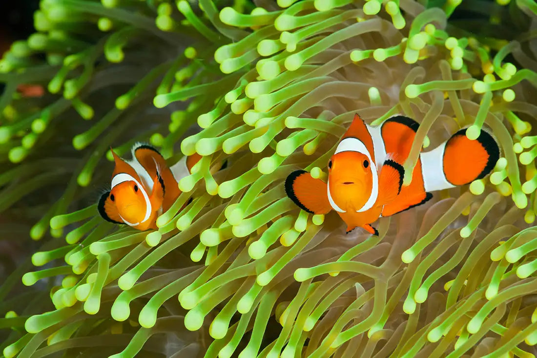 Marine Aquarium Essentials