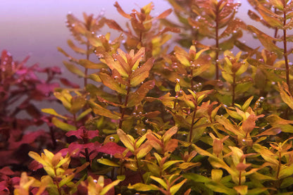 ADA TC-Rotala Macrandra