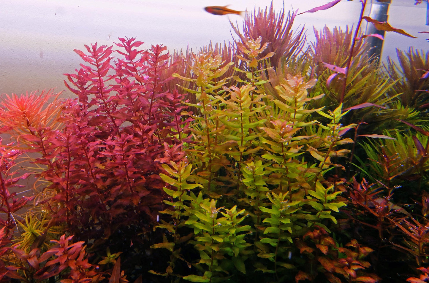 ADA TC-Rotala Macrandra