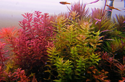 ADA TC-Rotala Macrandra