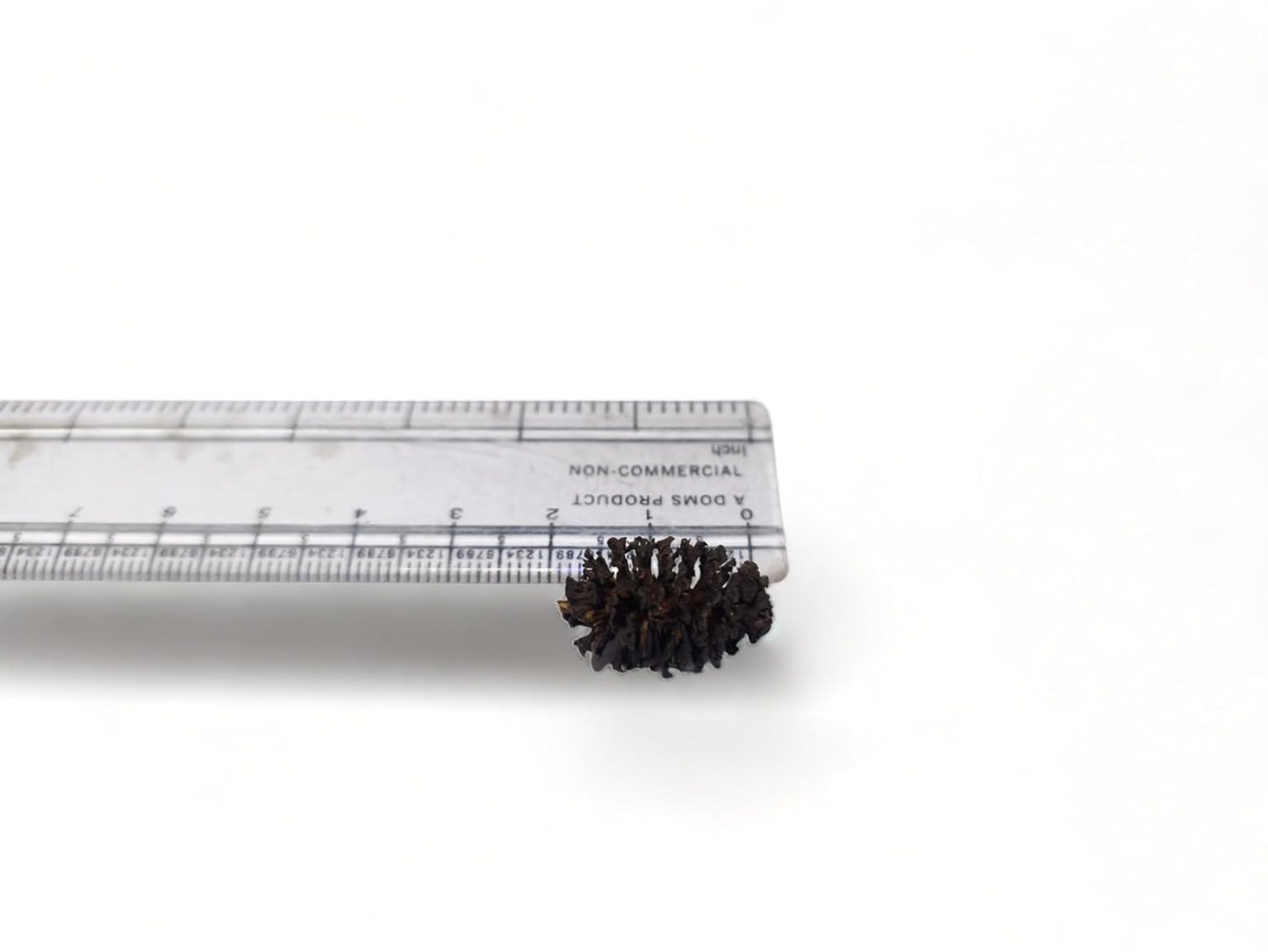 Alder Cones for Aquarium Shrimp and Fish 25pcs per Pkt