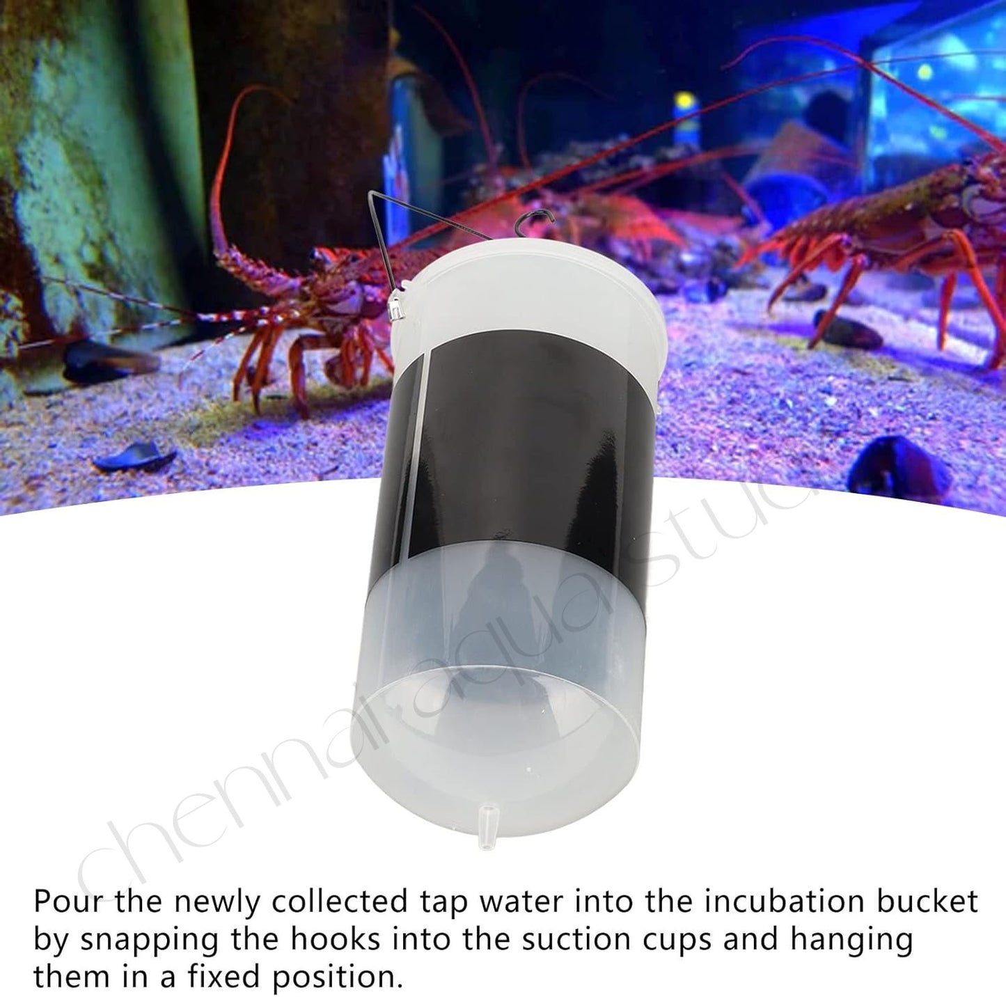 Brine Shrimp Hatchery Kit – Large Capacity Incubator with Regulating Valve | High Hatching Rate | Easy to Use & Clean | Complete Shrimp Hatching Accessories Included with Peqon Artemia Capsules (1 Strip – 10 Capsules)