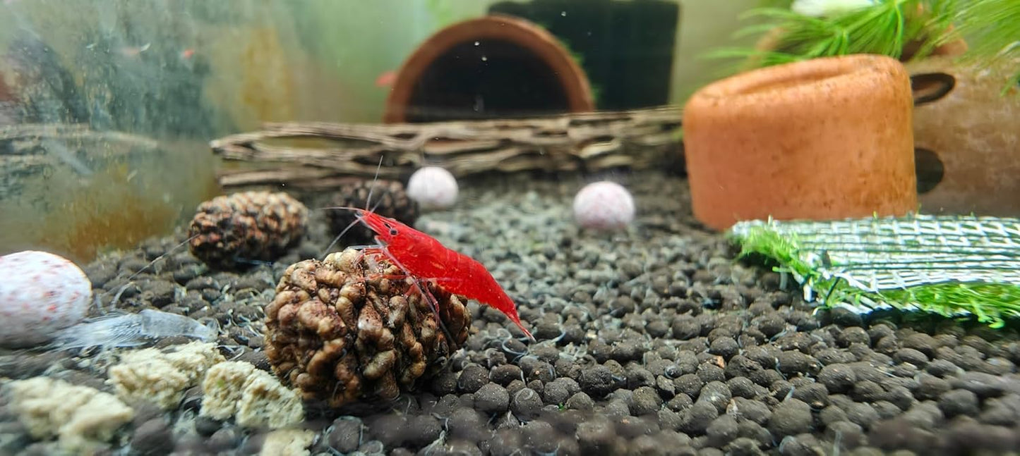 Alder Cones for Aquarium Shrimp and Fish 25pcs per Pkt
