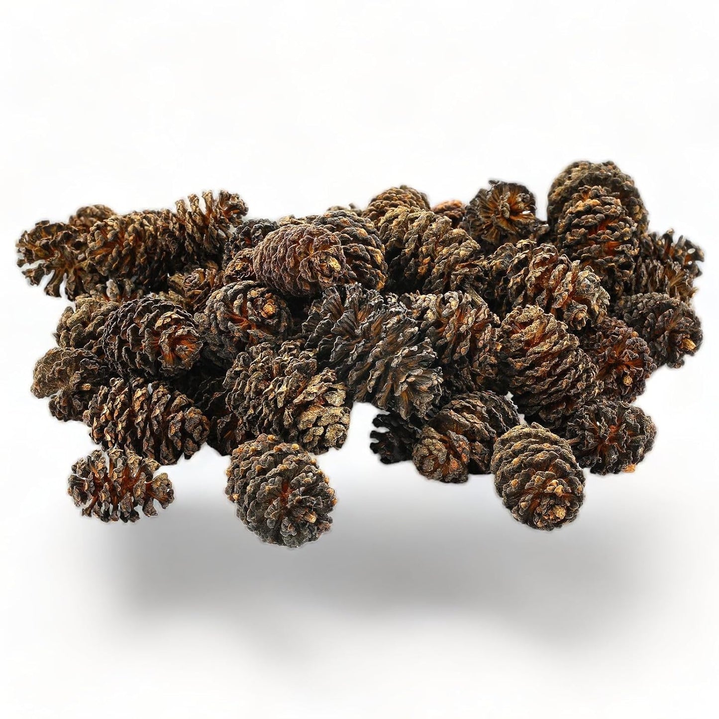 Alder Cones for Aquarium Shrimp and Fish 25pcs per Pkt