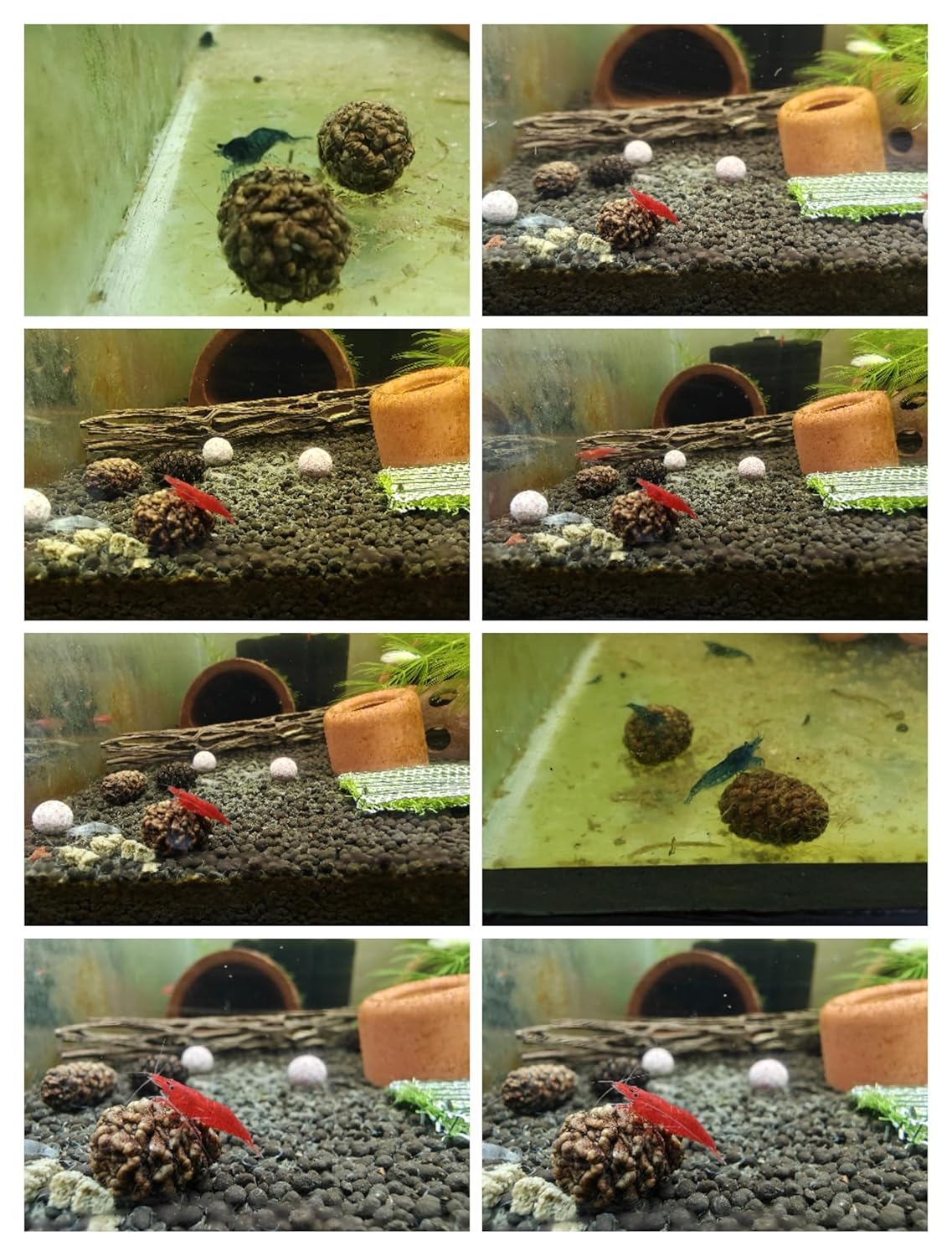 Alder Cones for Aquarium Shrimp and Fish 25pcs per Pkt