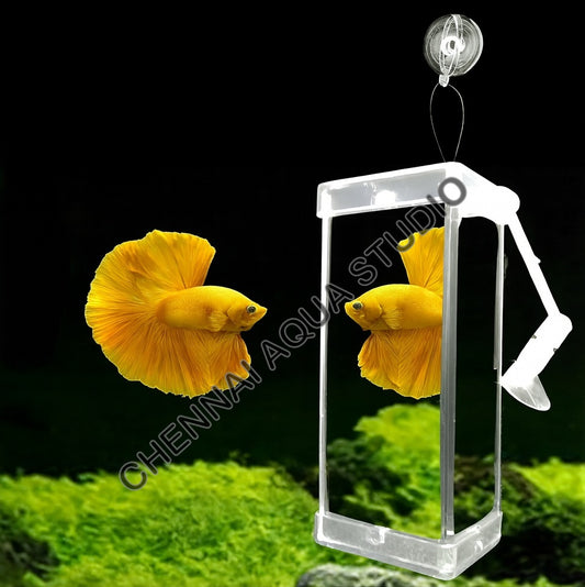 Rumble Fish Betta Training Mirror Set – 3-Sided Mirror with Frame, Floating Interactive Ball & Suction Cup – Enhances Fin Display & Physical Activity (Model: DYJ-10)