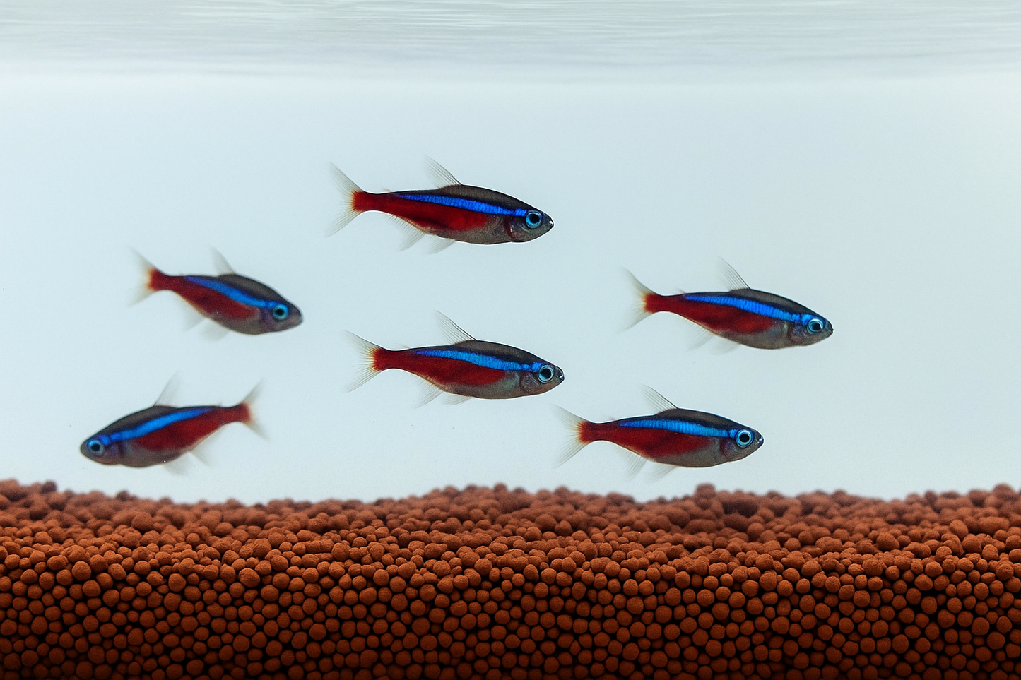 Aqua Clean Balls 2MM – Brown Aquarium Substrate (1Kg) | Crystal Clear Water & Safe for Fish