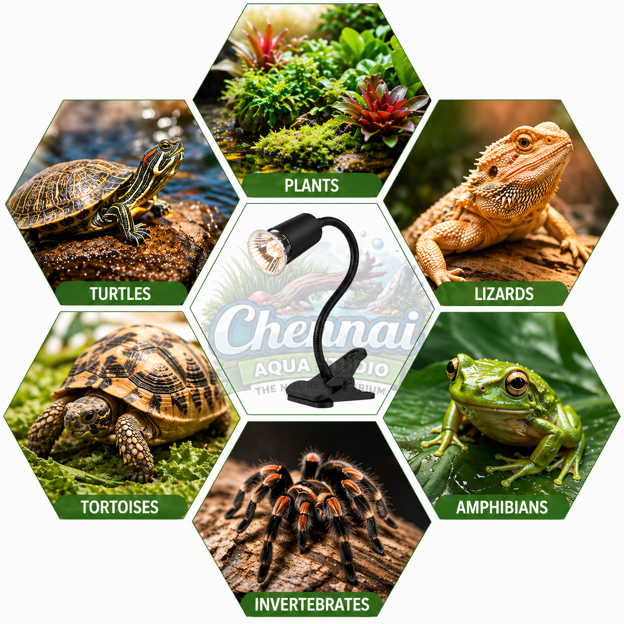 Reptile Heat Lamp with Holder & Dimmer – 50W/75W UVA UVB Turtle Basking Light for Tortoises, Lizards & Aquarium Turtle Tanks