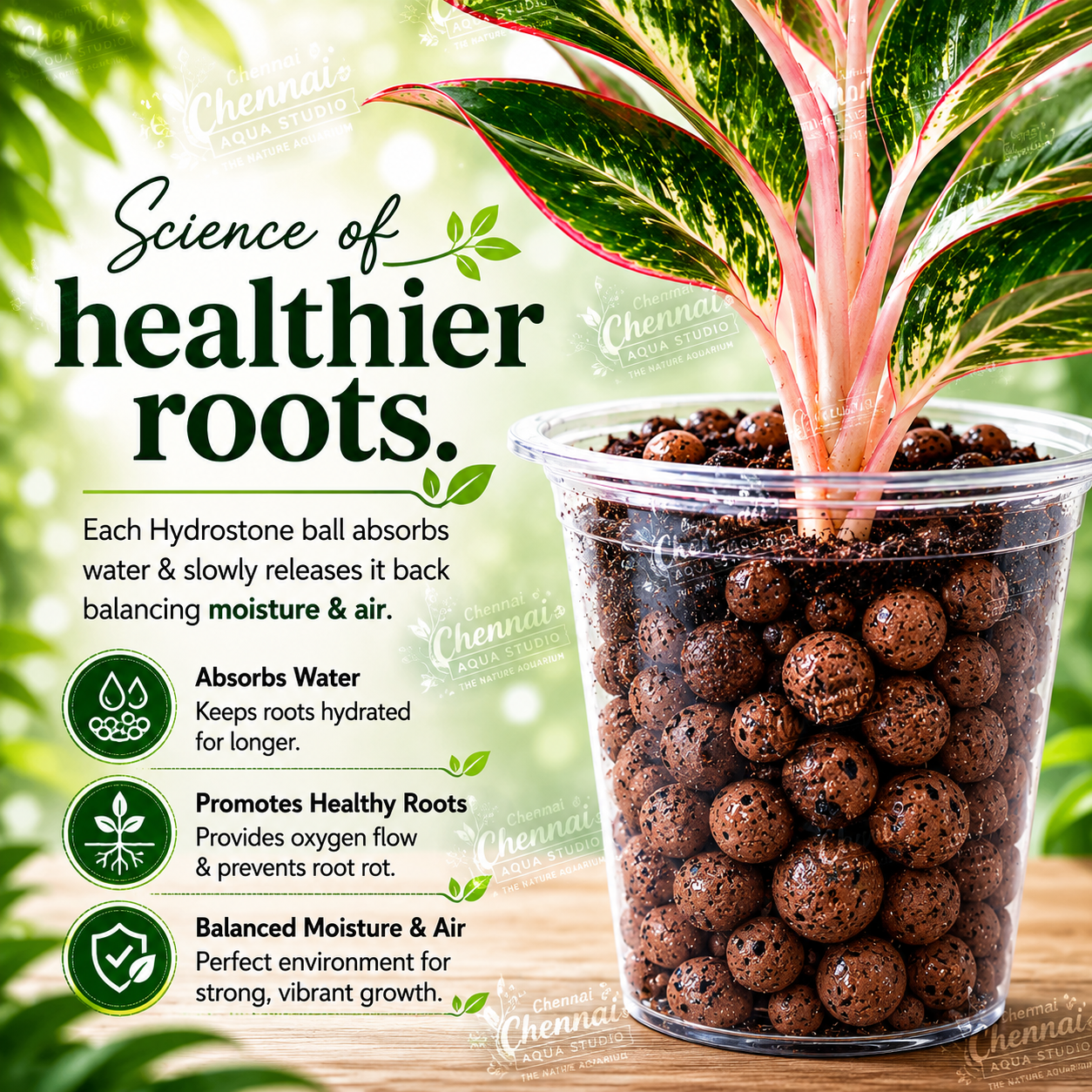 LECA Balls for Plants Clay Balls for Plants, Hydroponics and Soilless Gardening-Improves Plant Growth, Aeration, and Drainage 300GM