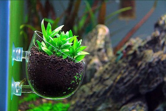 Chihiros Glass Pot for Plant