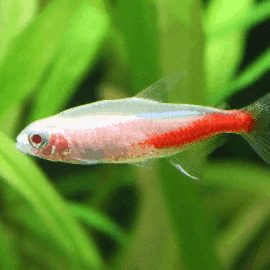Albino Neon Tetra Fish (Each)