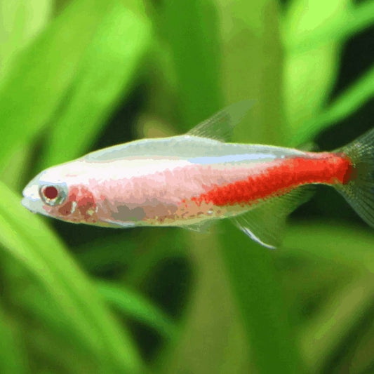 Albino Neon Tetra Fish (Each)