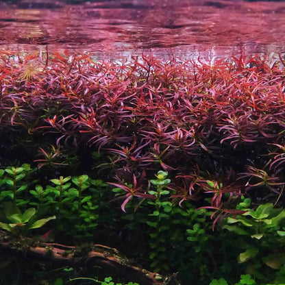 ADA TC-Ludwigia Arcuata