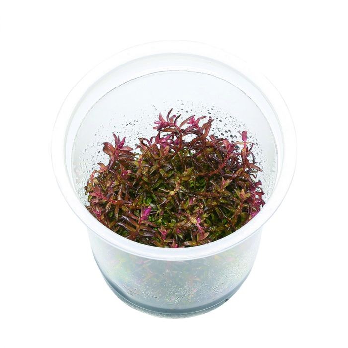 ADA TC-Rotala Macrandra