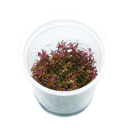 ADA TC-Rotala Macrandra