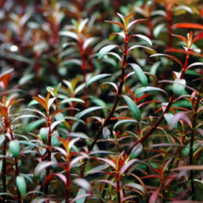ADA TC-Ludwigia Arcuata