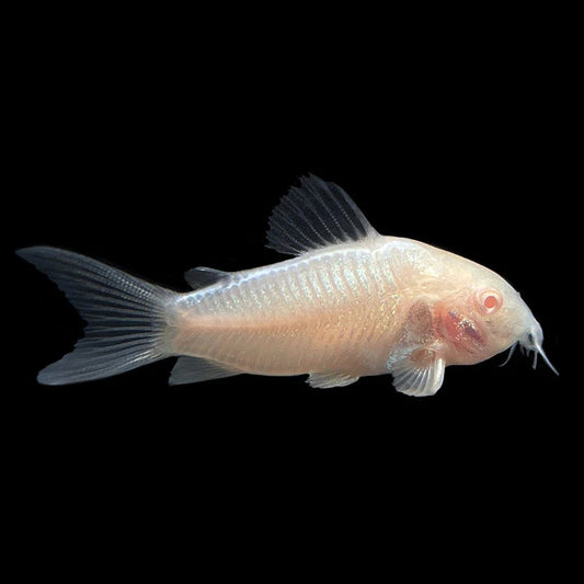 Albino Corydoras | Single