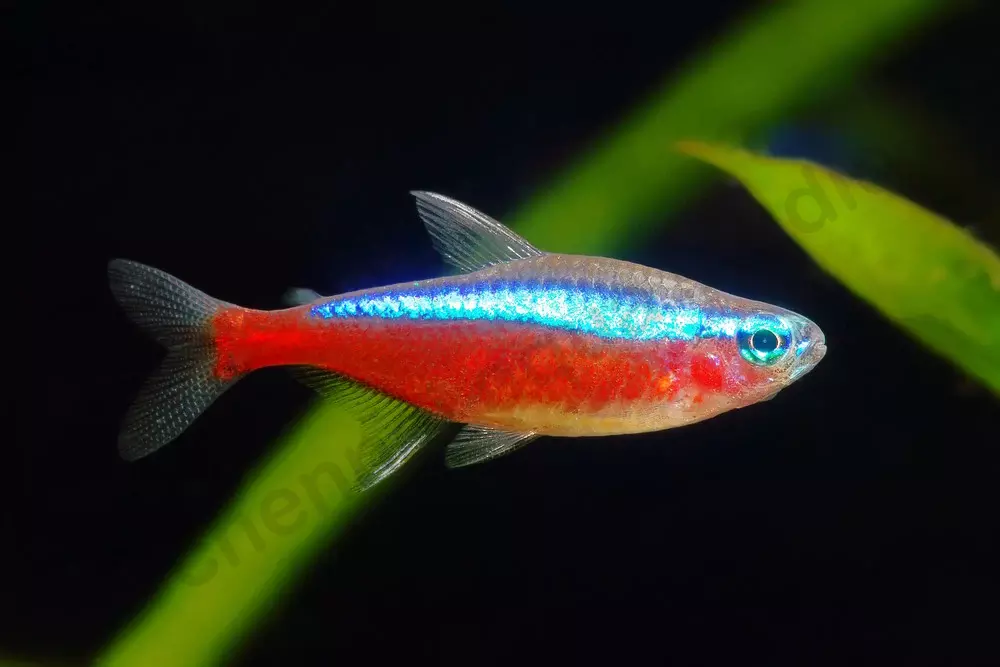 Cardinal Tetra (Paracheirodon axelrodi) (Each)