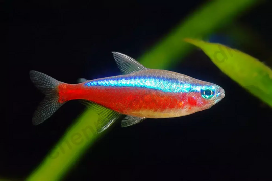 Cardinal Tetra (Paracheirodon axelrodi) (Each)