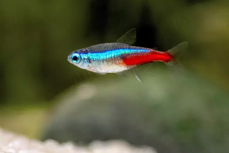 Neon Tetra Fish (Each)