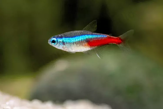 Neon Tetra Fish (Each)