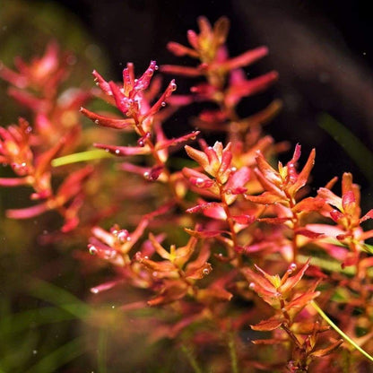 ADA TC-Rotala Macrandra