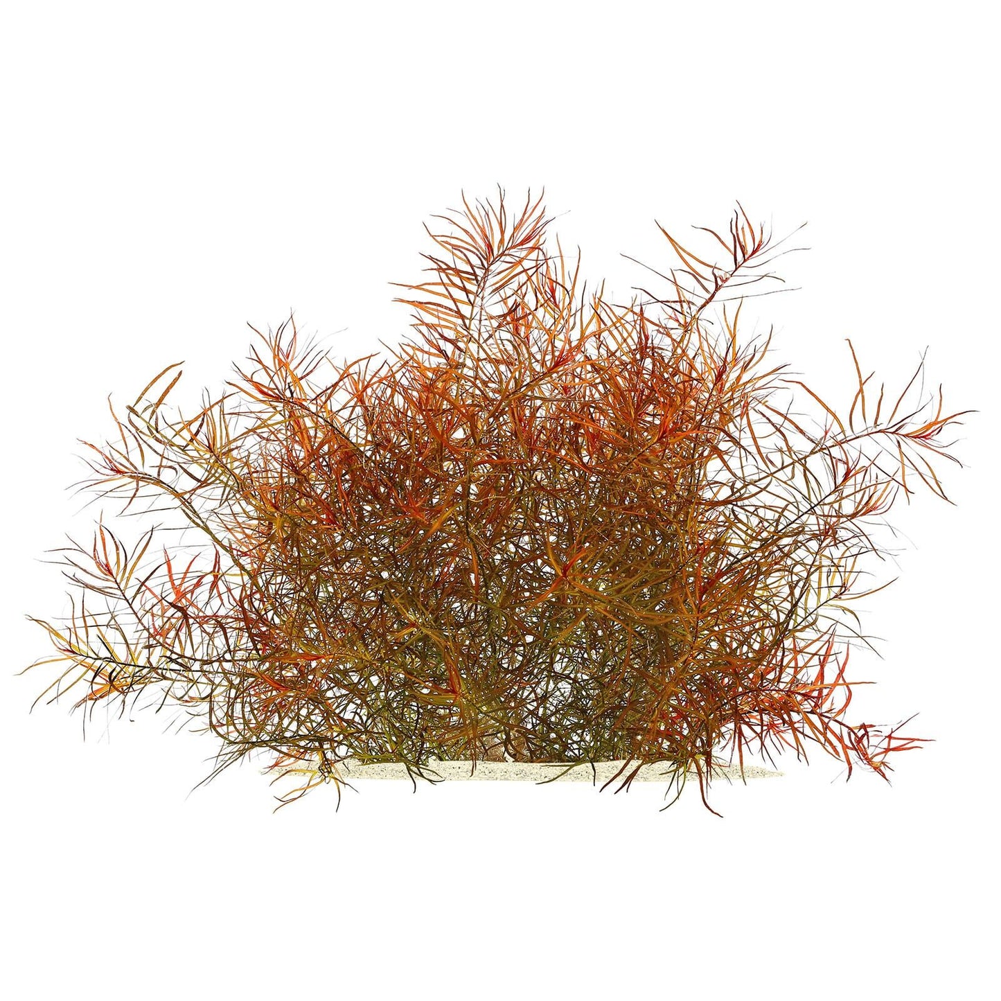 ADA TC-Ludwigia Arcuata