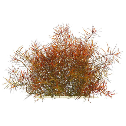 ADA TC-Ludwigia Arcuata